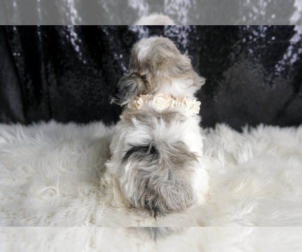Medium Photo #144 Maltipoo Puppy For Sale in WARSAW, IN, USA