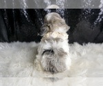 Small Photo #144 Maltipoo Puppy For Sale in WARSAW, IN, USA