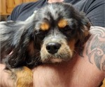 Small Photo #18 Cavalier King Charles Spaniel Puppy For Sale in BOONVILLE, NY, USA