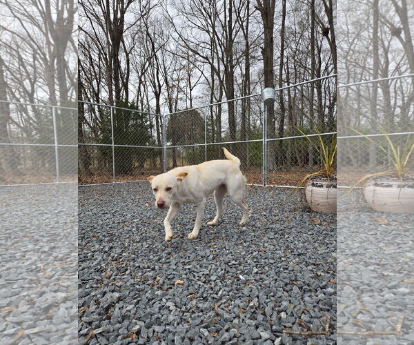 Medium Photo #5 Labrador Retriever-Unknown Mix Puppy For Sale in Albemarle, NC, USA