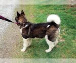 Small Photo #3 Akita Puppy For Sale in PUY, WA, USA