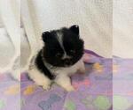 Puppy Teacup Pomeranian