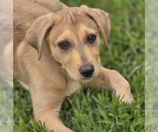 Medium Photo #4 Labrador Retriever-Unknown Mix Puppy For Sale in San Diego, CA, USA