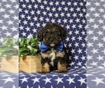 Small Photo #2 Poocan Puppy For Sale in NEW HOLLAND, PA, USA