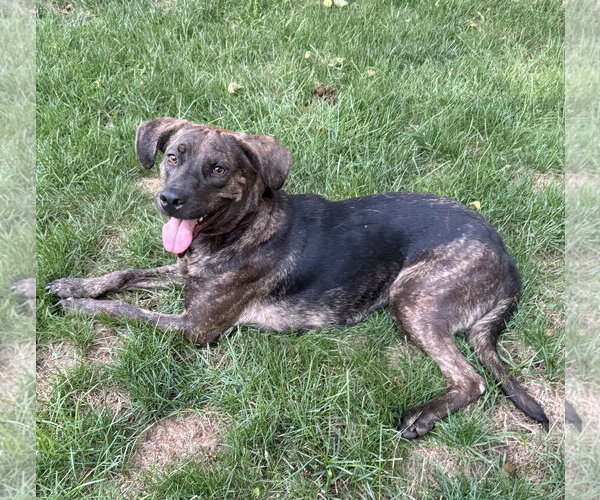Medium Photo #2 Mountain Cur-Unknown Mix Puppy For Sale in Wakefield, RI, USA