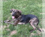 Small #1 Mountain Cur Mix