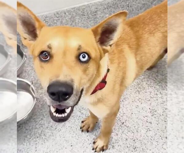 Medium Photo #2 American Pit Bull Terrier-Siberian Husky Mix Puppy For Sale in Houston, TX, USA