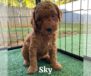 Medium Goldendoodle (Miniature)