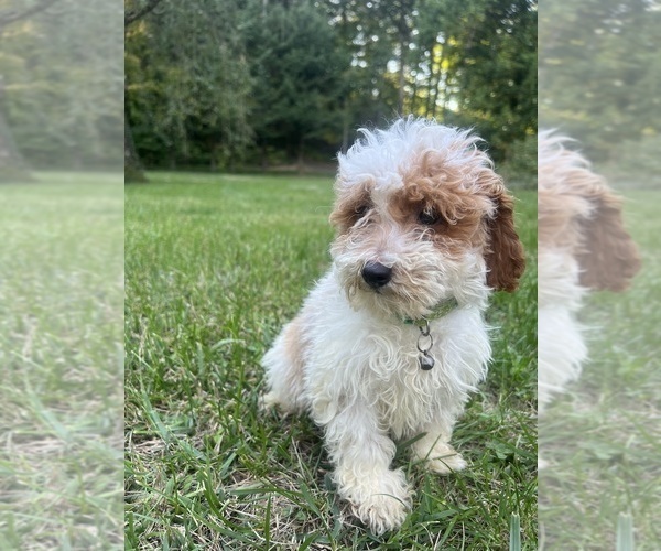 Medium Photo #25 Poodle (Miniature) Puppy For Sale in DURHAM, CT, USA