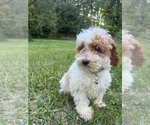 Small Photo #25 Poodle (Miniature) Puppy For Sale in DURHAM, CT, USA