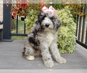 Sheepadoodle Puppy for sale in MILLERSBURG, OH, USA