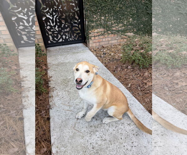 Medium Photo #4 Mutt Puppy For Sale in The Woodlands, TX, USA