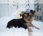 Small Photo #5 Australian Yorkshire Terrier Puppy For Sale in HONEY BROOK, PA, USA