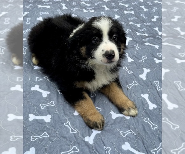 Medium Photo #1 Australian Shepherd Puppy For Sale in SALISBURY, NC, USA