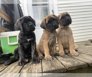 Mastiff Puppy for Sale in FORT EDWARD, New York USA