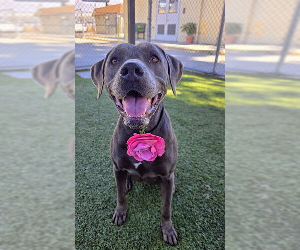 Medium Photo #2 American Pit Bull Terrier-Weimaraner Mix Puppy For Sale in Downey, CA, USA