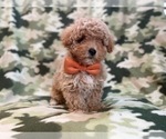 Small Photo #2 Bichpoo Puppy For Sale in LAKELAND, FL, USA
