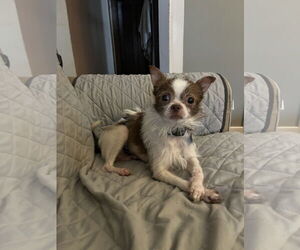 Chihuahua-Unknown Mix Dogs for adoption in Plainfield, IL, USA