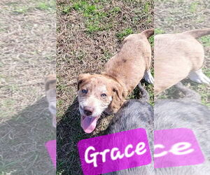 Australian Shepherd-Unknown Mix Dogs for adoption in Brooksville, FL, USA