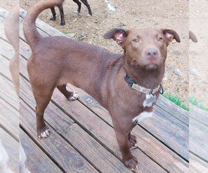 Labrador Retriever-Unknown Mix Dogs for adoption in Boston, MA, USA