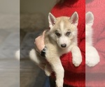 Small Photo #23 Siberian Husky Puppy For Sale in ROSEVILLE, CA, USA