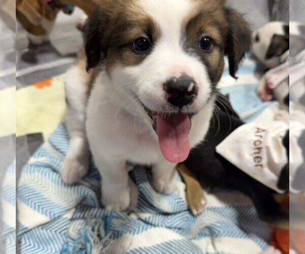 Medium Photo #15 Australian Shepherd-Unknown Mix Puppy For Sale in OKLAHOMA CITY, OK, USA