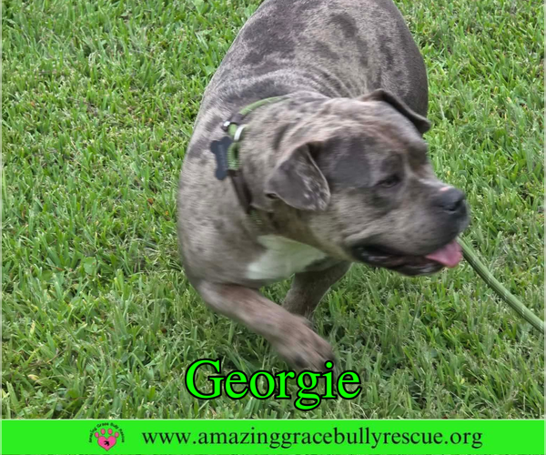 Medium Photo #3 Bulldog Puppy For Sale in Milton, FL, USA