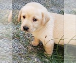 Small Photo #8 Labrador Retriever Puppy For Sale in OLYMPIA, WA, USA