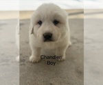 Puppy Chandler Great Pyrenees