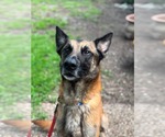 Small #1 German Shepherd Dog Mix