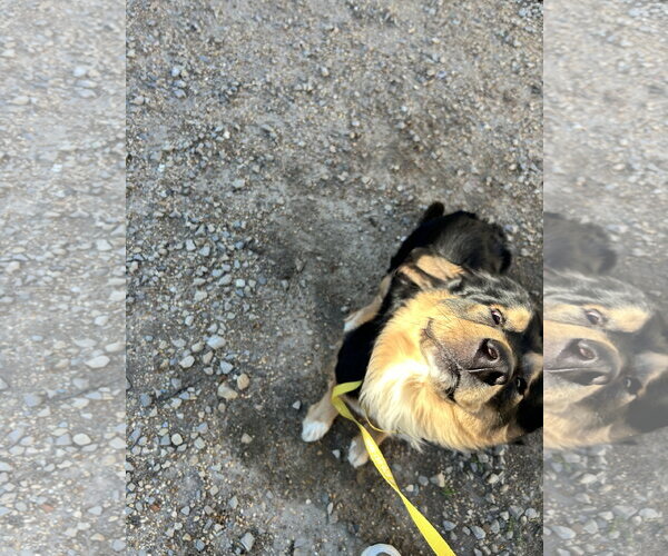 Medium Photo #5 Australian Shepherd-Unknown Mix Puppy For Sale in Corning, AR, USA