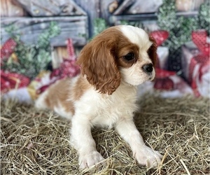 Cavalier King Charles Spaniel Puppy for sale in GAY, GA, USA