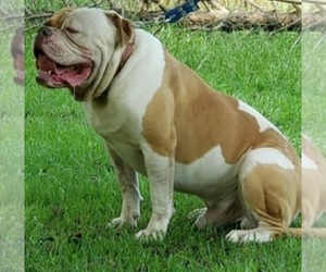 Father of the American Bulldog puppies born on 02/04/2023