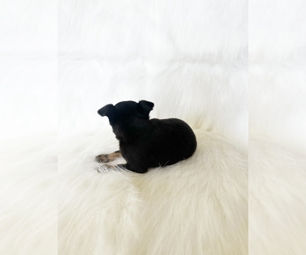 Medium Photo #6 Chihuahua Puppy For Sale in SACRAMENTO, CA, USA