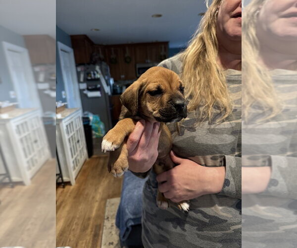 Medium Photo #7 Labrottie Puppy For Sale in Brewster, NY, USA