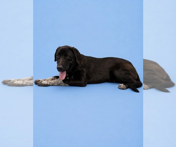 Medium Photo #2 Labrador Retriever-Unknown Mix Puppy For Sale in Sandy, UT, USA