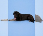 Small #1 Labrador Retriever Mix