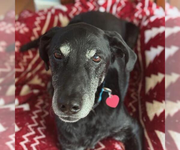 Medium Photo #3 Labrador Retriever-Unknown Mix Puppy For Sale in San Diego, CA, USA