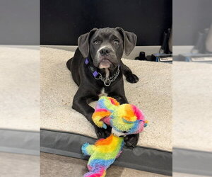 Mutt Dogs for adoption in Toronto, Ontario, Canada