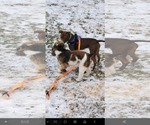 Small #5 American Pit Bull Terrier-Chocolate Labrador retriever Mix
