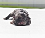 Small #1 Pug