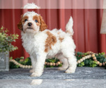 Small #1 Goldendoodle (Miniature)