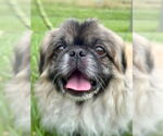 Small #1 Pekingese