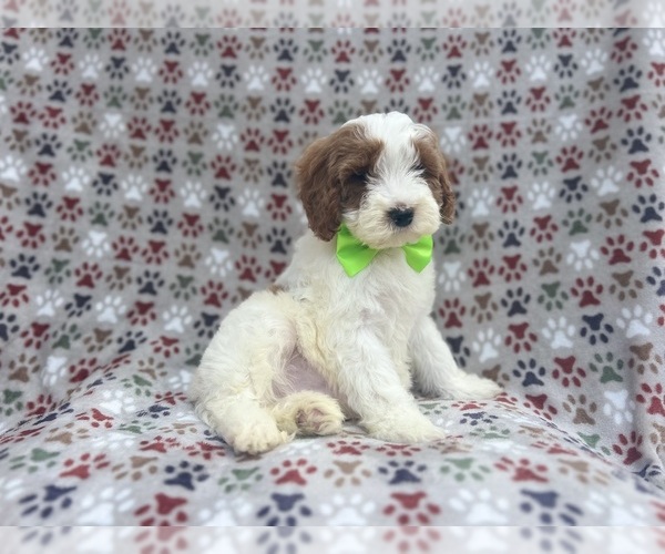 Medium Photo #5 Cavapoo Puppy For Sale in LAKELAND, FL, USA
