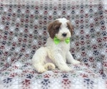 Small #4 Cavapoo