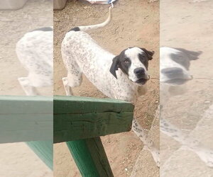 Brody - Male Great Dane-Unknown Mix Dog for Adoption - Photo #2