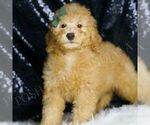 Small #4 Goldendoodle (Miniature)