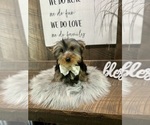 Small Photo #2 Yorkshire Terrier Puppy For Sale in NAPPANEE, IN, USA