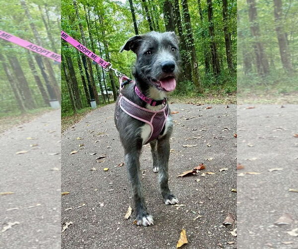 Medium Photo #3 Mutt Puppy For Sale in Columbus, IN, USA