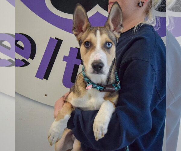 Medium Photo #8 Gerberian Shepsky Puppy For Sale in Huntley, IL, USA